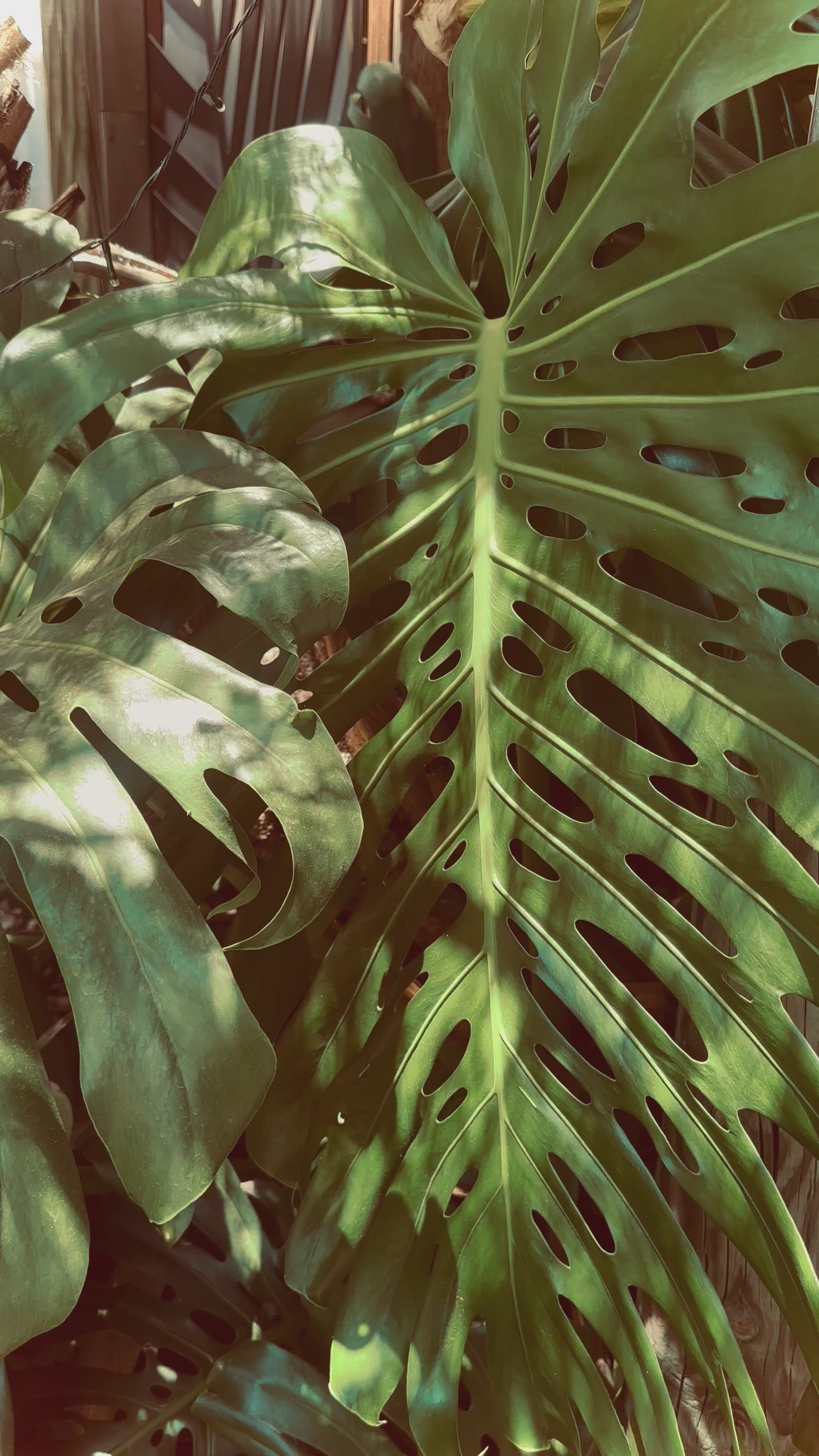 Chrysocolla Turquoise triple pendant